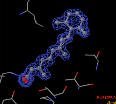 Retinoic Acid in PDB ID 1CBS