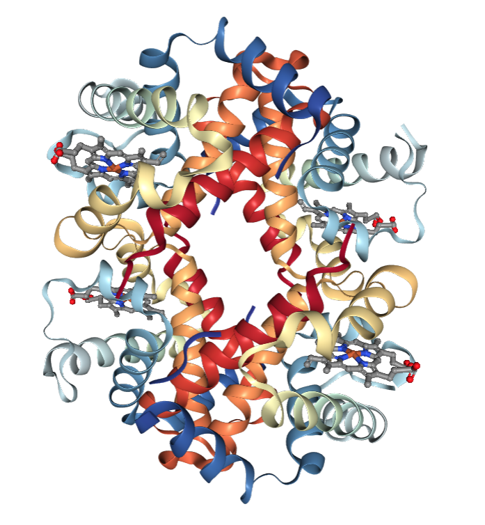 NGL Thumbnail for Hemoglobin 4HHB