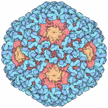 papillomavirus structure
