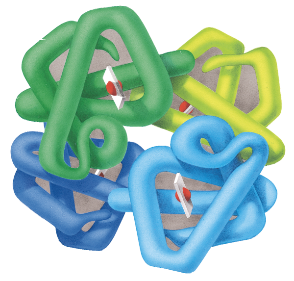 Image of hemoglobin from the Geis Digital Archive. Used with permission from the Howard Hughes Medical Institute (www.hhmi.org). All rights reserved.