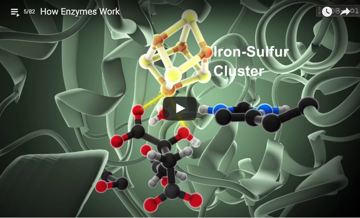 PDB-101: Learn: Videos: Oxygen Binding in Hemoglobin