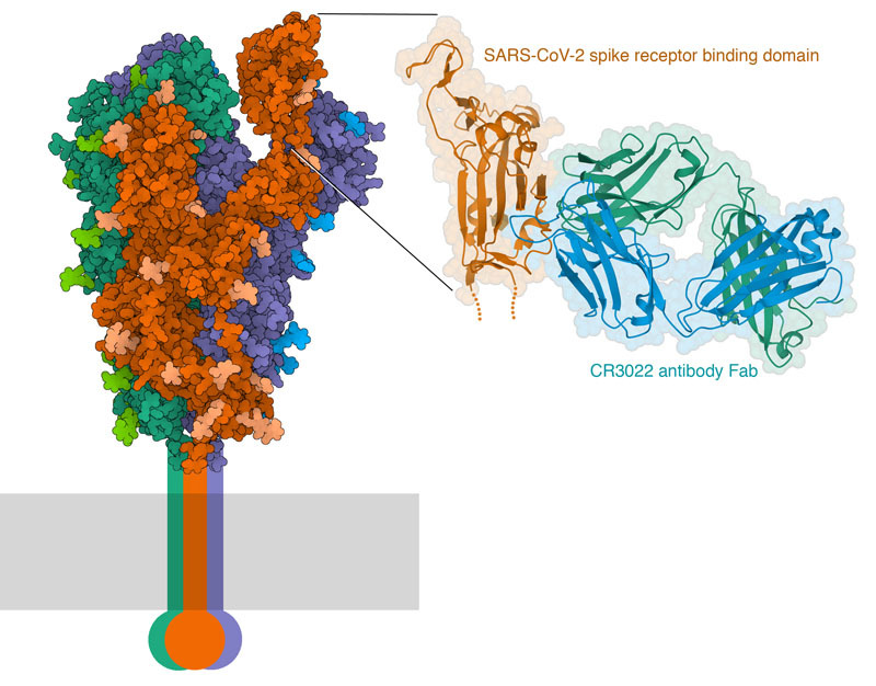 <a href="http://pdb101.rcsb.org/learn/resources-to-fight-the-covid-19-pandemic/passive-immunization-with-convalescent-antibodies">SARS-CoV-II spike protein (left) and a close-up of the interaction of the spike receptor binding domain with an antibody Fab.</a>