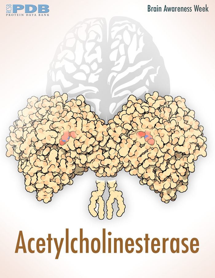 <a href="http://pdb101.rcsb.org/motm/54">Acetylcholinesterase stops the signal between a nerve cell and a muscle cell</a>