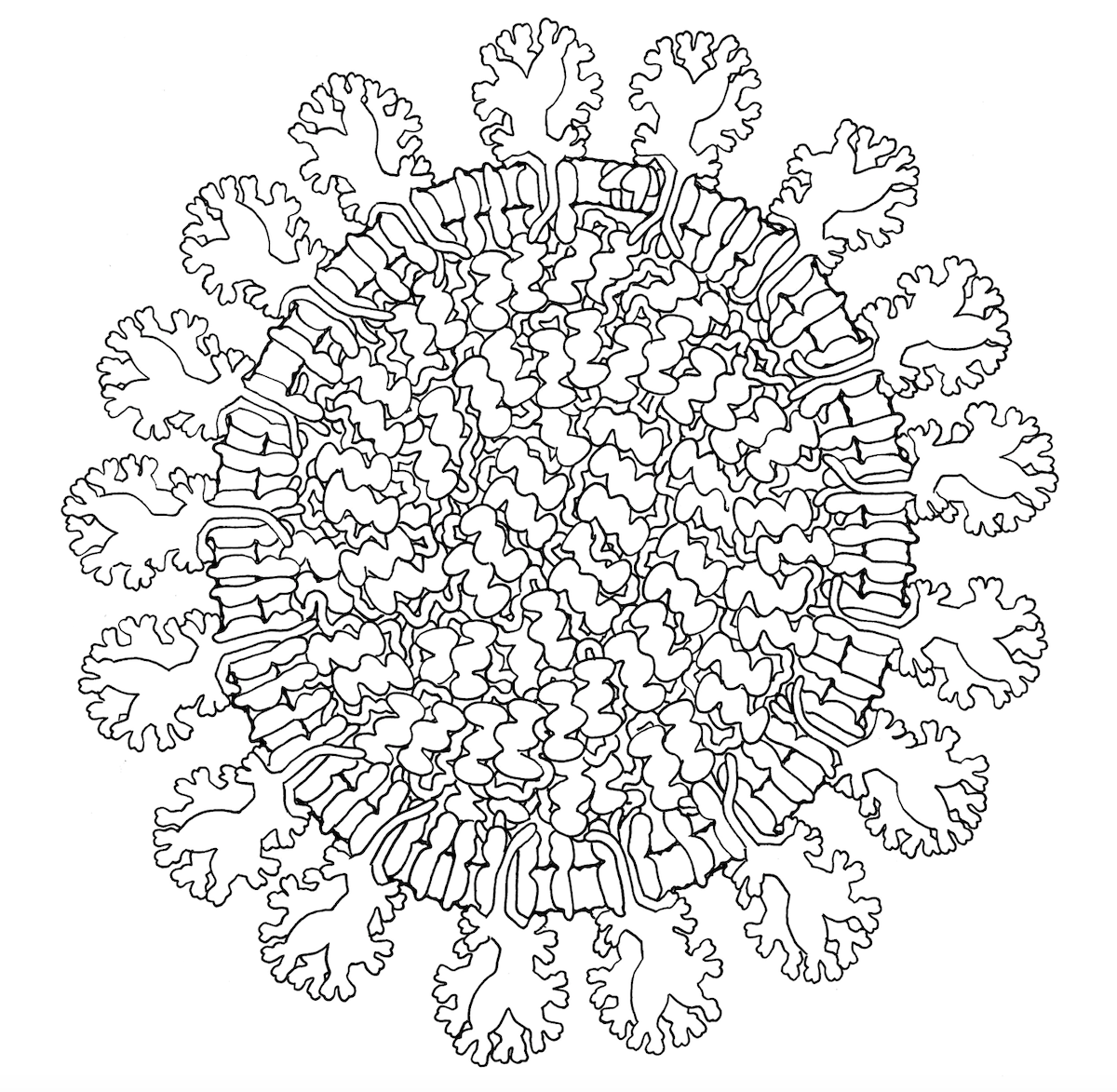 Color an image (<a href="https://pdb101.rcsb.org/learn/coloring-books/coloring-coronavirus">PDF</a>) of coronavirus based on a painting by David S. Goodsell.
