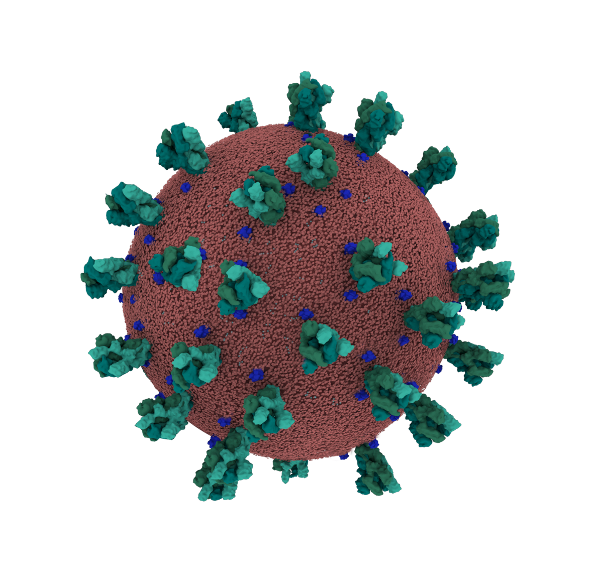 <一> 冠状病毒</I>学分：Maria Voigt/RCSB PDB