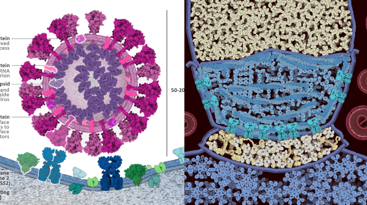 <a href="https://pdb101.rcsb.org/news/2020#5ed7c17cdab5c9354c274f56">Coronavirus CellPAINT Contest Winners in Art and Science at PDB-101</a>
