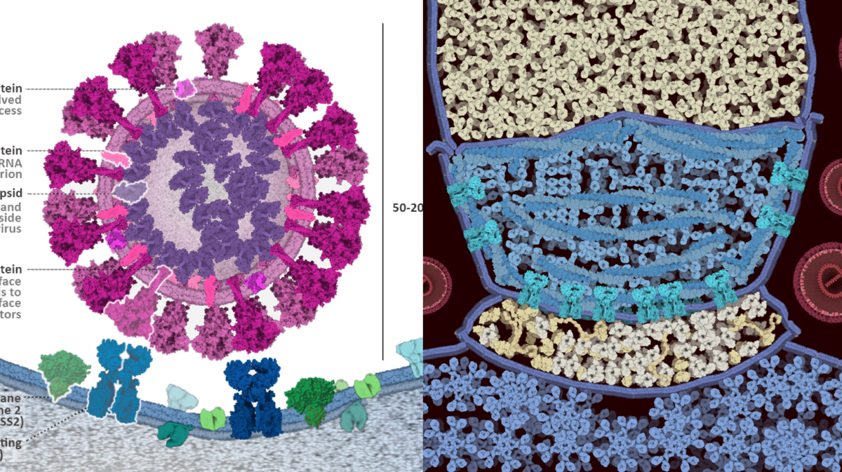 <a href=“https://pdb101.rcsb.org/news/2020#5ed7c17cdab5c9354c274f56“>PDB-101冠状病毒CellPAINT艺术与科学竞赛优胜者</a>