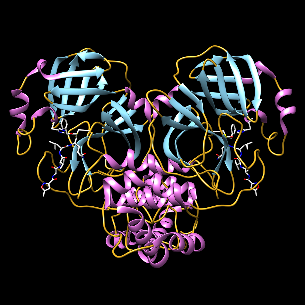 COVID-19 main protease protein with inhibitor N3 (white stick representation) covalently bound to residue cysteine 145 in the protease active site. Display shows secondary structure (helices in magenta, strands in cyan, loops in yellow). Adjacent active site residue histidine 41 is also shown.