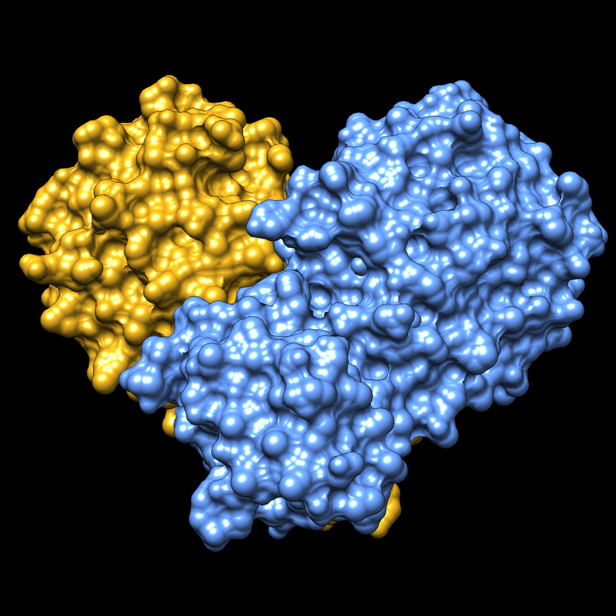 <a href="https://www.rcsb.org/structure/6LU7">PDB structure 6LU7</a> of SARS-CoV-2 main protease<BR>
<a href="https://youtu.be/4aVLltbDCKc"><B>Video</B></a><P>

Shown in a surface representation, with the two halves of the dimer in yellow and blue.