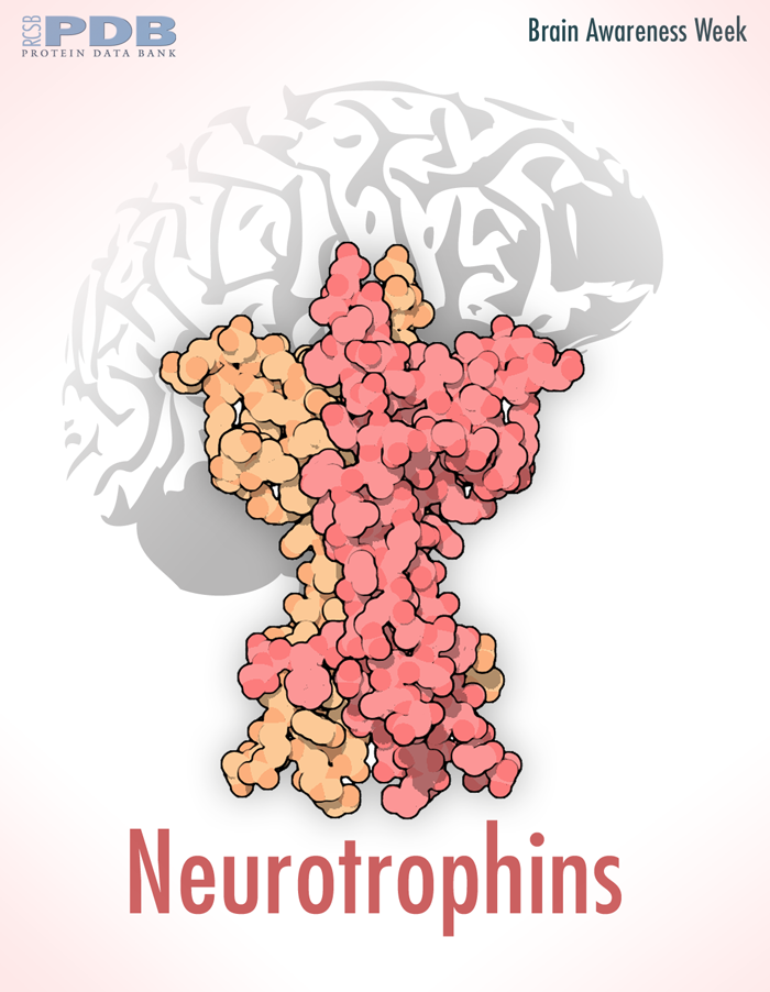 <a href="http://pdb101.rcsb.org/motm/68">Neurotrophins guide the development of the nervous system</a>
