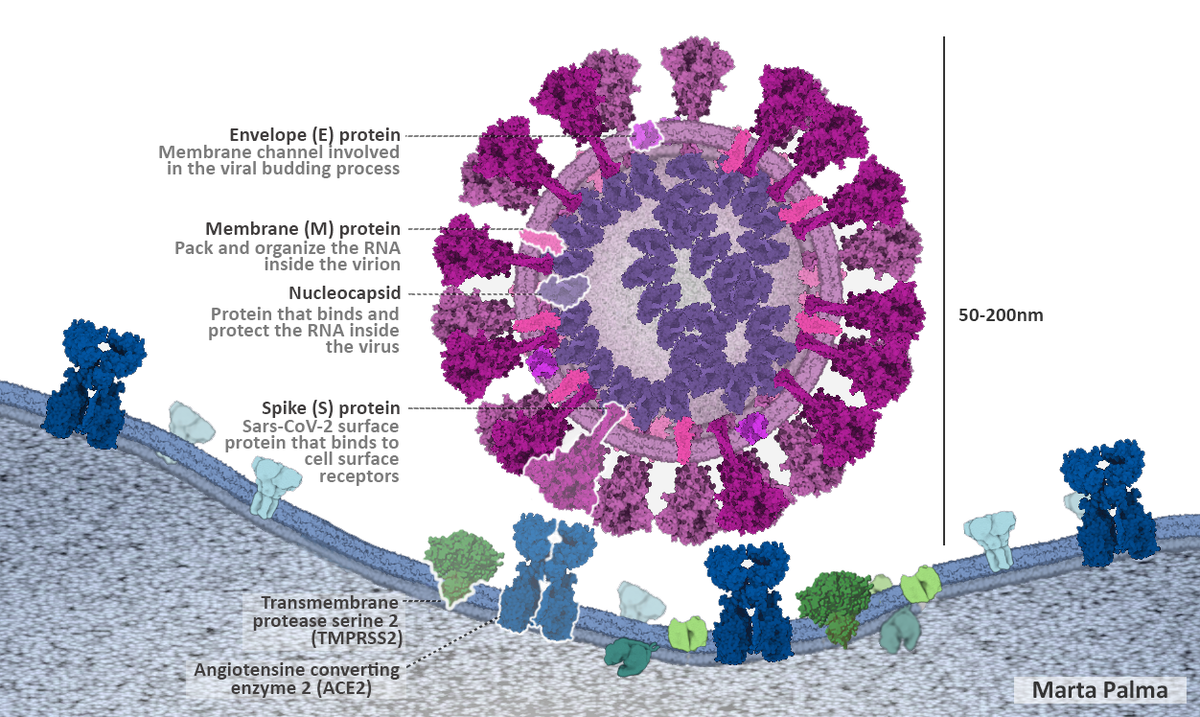 How SARS-CoV-2 interacts with the surface proteins of the target cell by Marta Palma Rodríguez (Graduate Student, Hospital General Universitario de Valencia).  <P>
<I>I started using CellPAINT (web-based) to design the illustration. When I finished with the diagram, I used Adobe Photoshop CC 2019 to create the labels and correct the colors. As the receptor TMPRSS2, present in the target cell and very important in the viral priming, is not present in CellPAINT, I decided to look for a serin protease like protein in the PDB and to add it with this program. 	</I>