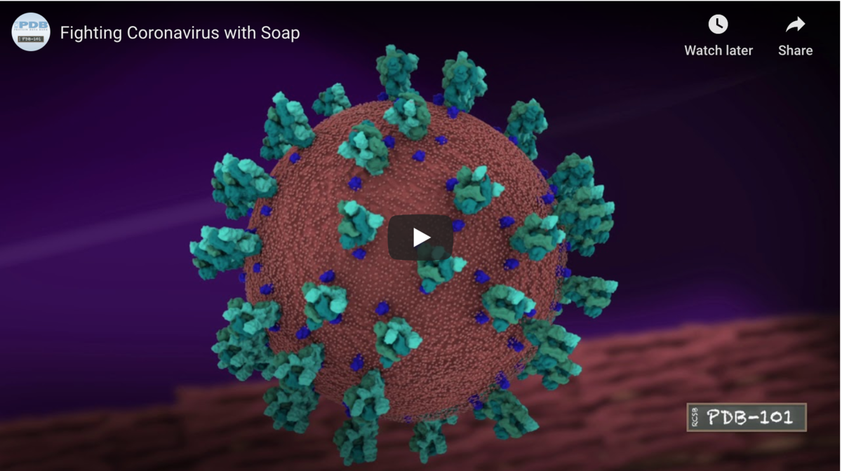 Always use soap when you wash your hands! Soap molecules break up the outer layer of enveloped viruses, stopping infection. <a href="https://pdb101.rcsb.org/learn/videos/fighting-coronavirus-with-soap">Watch at the molecular level how soap breaks up coronavirus by using series of hydrophilic and hydrophobic interactions.</a>