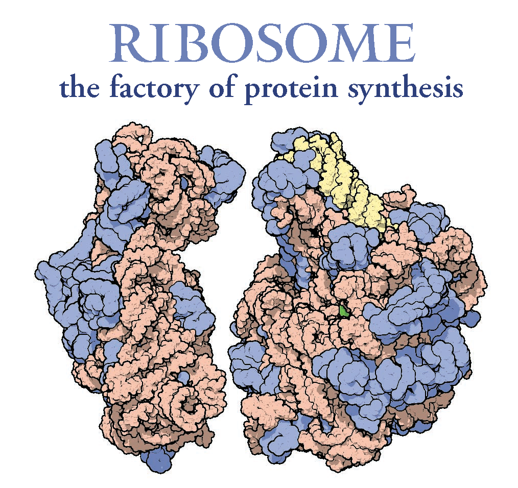 RCSB PDB News Image