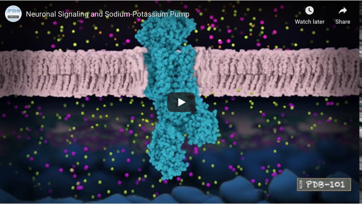 Our neurons use electrical impulses and complex molecular machinery to communicate information throughout our bodies. In order to be ready to transfer the signal when it arrives, the neurons need to maintain high concentrations of sodium on the outside of the membrane and potassium ions on the inside. With each signal transmission, sodium enters the neuron followed by potassium exiting the cell.