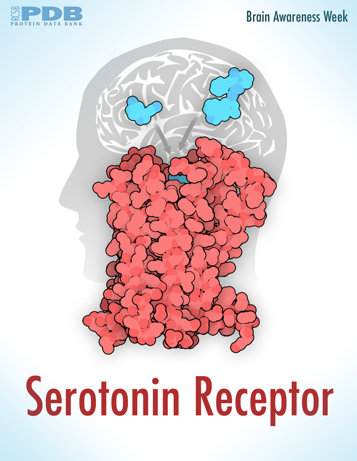 <a href="http://pdb101.rcsb.org/motm/164">Serotonin receptors control mood, emotion, and many other behaviors, and are targets for many important drugs</a>