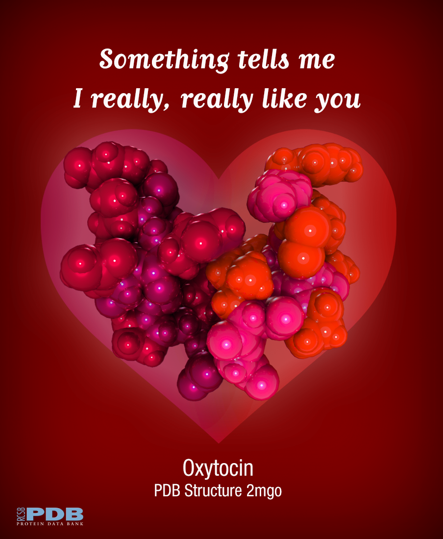 Oxytocin has been called the "love hormone" (more at <a href="https://www.scientificamerican.com/article/fact-or-fiction-oxytocin-is-the-love-hormone/"><I>Scientific American</I></a>) and PDB structure <a href="https://www.rcsb.org/structure/2MGO">2mgo</a><BR>