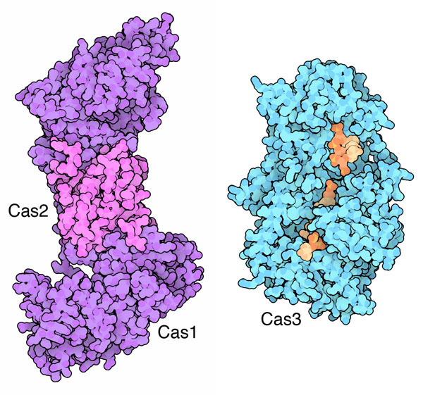 <a href="https://www.nobelprize.org/prizes/chemistry/2020/summary/">The 2020 Nobel Prize in Chemistry was awarded jointly to Emmanuelle Charpentier and Jennifer A. Doudna <I>for the development of a method for genome editing.</I></a> PDB structures help illustrate this process. Visit PDB-101 to learn more about <A href="http://pdb101.rcsb.org/motm/181">Cascade and CRISPR at <I>Molecule of the Month</I></a>.