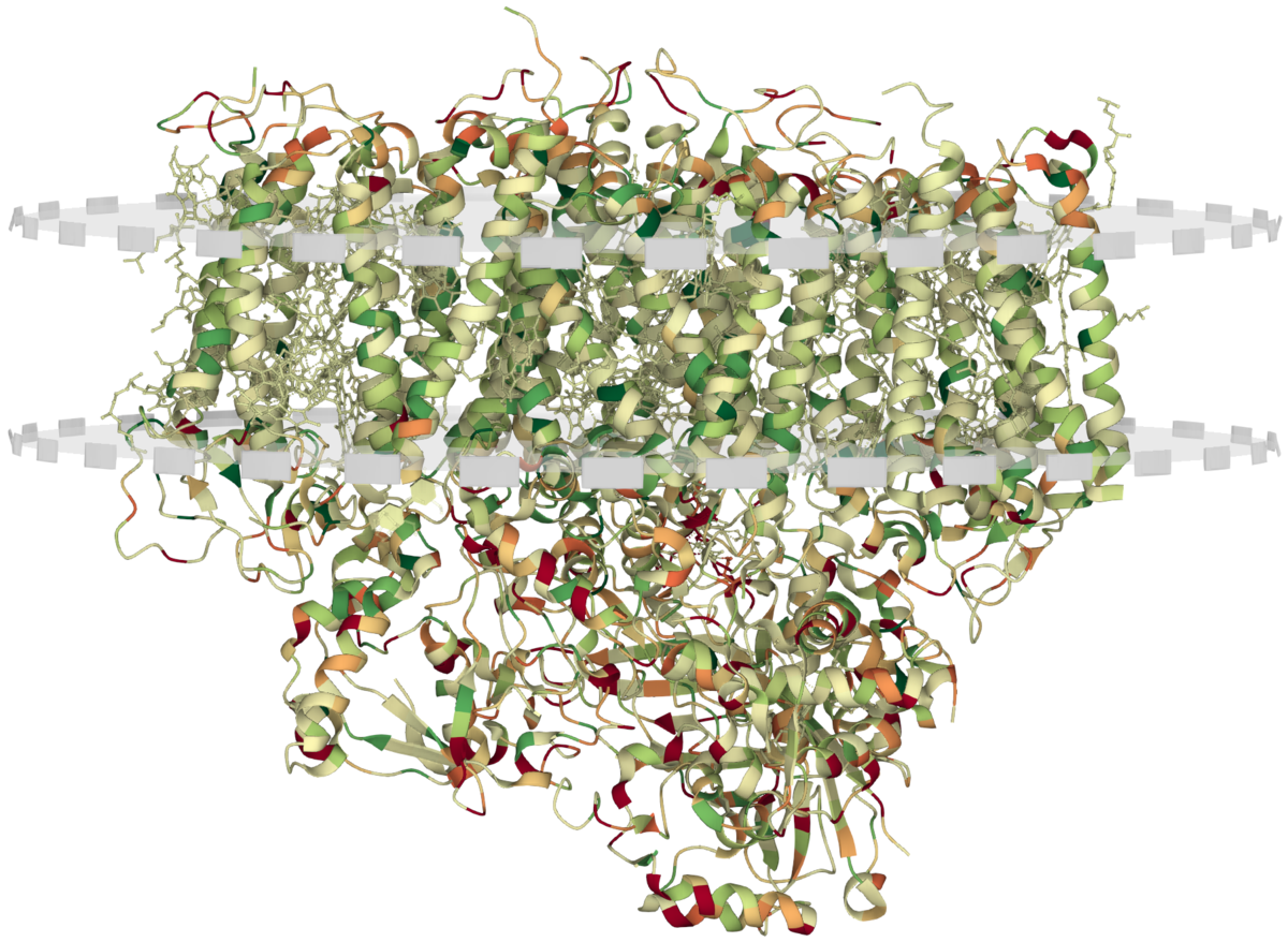 <a href="https://www.rcsb.org/3d-view/1S5L/1?preset=membrane">Membrane layer placement shown on PDB structure 1S5L in Mol*</a>