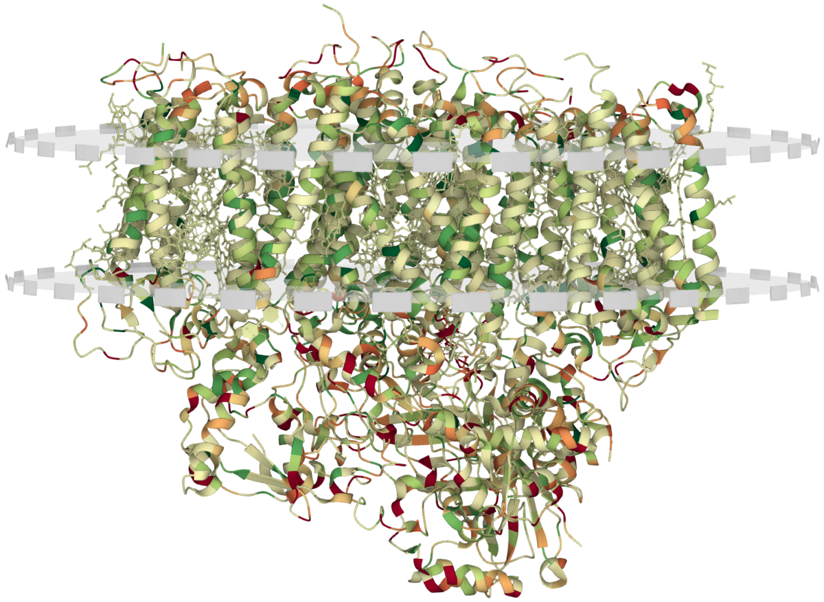 <a href="https://www.rcsb.org/3d-view/1S5L/1?preset=membrane">1S5L in Mol*</a>