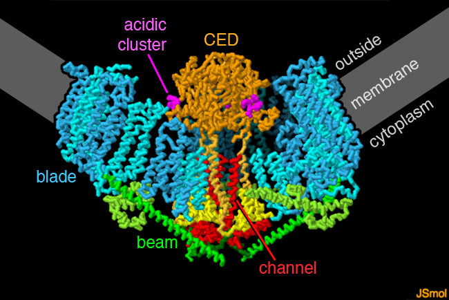 <A href="http://pdb101.rcsb.org/motm/223">Piezo1 Mechanosensitive Channel</a>