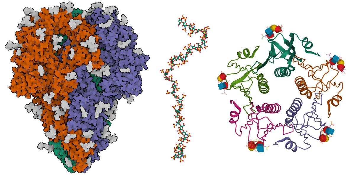 Examples of carbohydrates in the PDB: the coronavirus spike protein (left; 7kip) with many sites of glycosylation in gray; a fragment of heparin (center; 3irl), shown with a ball-and-stick representation; and cholera toxin bound to a small fragment of O-type blood glycans (right, 5elb), with the glycans shown using SNFG representation. <a href="https://pdb101.rcsb.org/learn/guide-to-understanding-pdb-data/exploring-carbohydrates-in-the-pdb-archive">More on carbohydrates at PDB-101.</a>