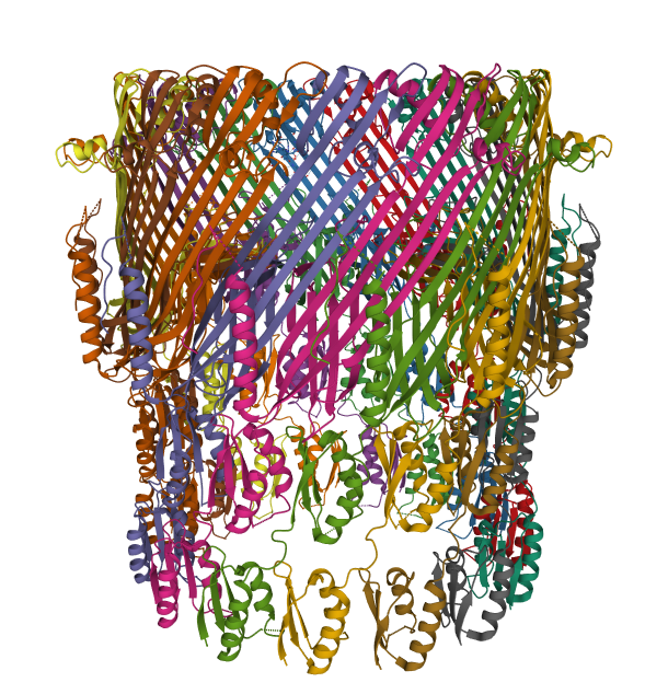 <a href="https://www.wwpdb.org/pdb?id=pdb_00005wln">PDB 5wln: Cryo-EM structure of the T2SS secretin XcpQ from <I>Pseudomonas aeruginosa</I></a>