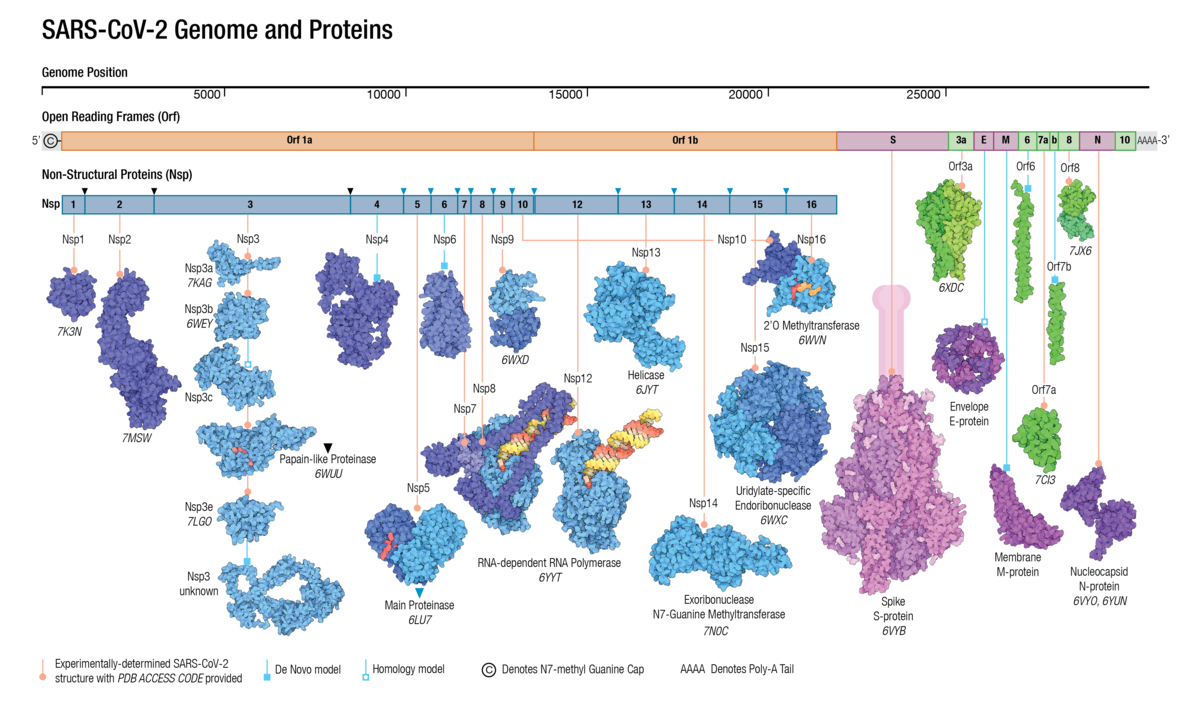 Adapted from Architecture of the SARS-CoV-2 genome and proteome in Evolution of the SARS-CoV-2 proteome in three dimensions (3D) during the first 6 months of the COVID-19 pandemic <I>Proteins: Structure, Function, and Bioinformatics</I>  doi: <a href="https://doi.org/10.1002/prot.26250">10.1002/prot.26250</a>