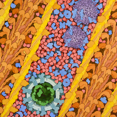 <a href="https://pdb101.rcsb.org/sci-art/goodsell-gallery/myoglobin-in-a-whale-muscle-cell"><I>Myoglobin in a Whale Muscle Cell</I><BR>Acknowledgement: Illustration by David S. Goodsell, RCSB Protein Data Bank. doi: 10.2210/rcsb_pdb/goodsell-gallery-032</a>