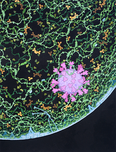 Acknowledgement: David S. Goodsell, RCSB Protein Data Bank doi: <a href="http://pdb101.rcsb.org/sci-art/goodsell-gallery/respiratory-droplet">10.2210/rcsb_pdb/goodsell-gallery-024</a>