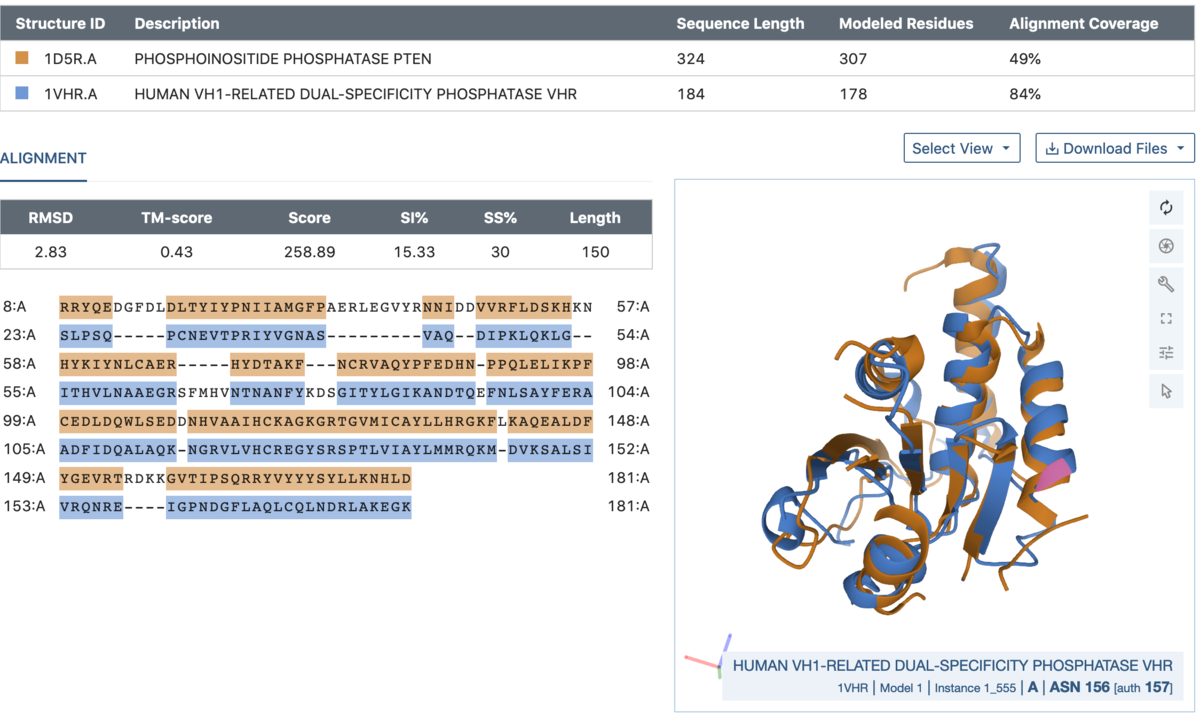 Comparison between chains A of a PTEN tumor suppressor  (<a href="/structure/1D5R">1D5R</a>.A, blue) and a dual specificity phosphatase (<a href="/structure/1VHR">1VHR</a>.A, orange).