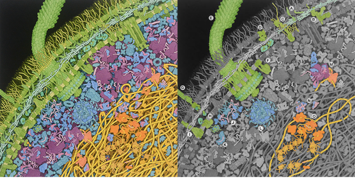 <a href="http://pdb101.rcsb.org/sci-art/goodsell-gallery/escherichia-coli-bacterium">Illustration by David S. Goodsell, RCSB Protein Data Bank doi: 10.2210/rcsb_pdb/goodsell-gallery-028</a>