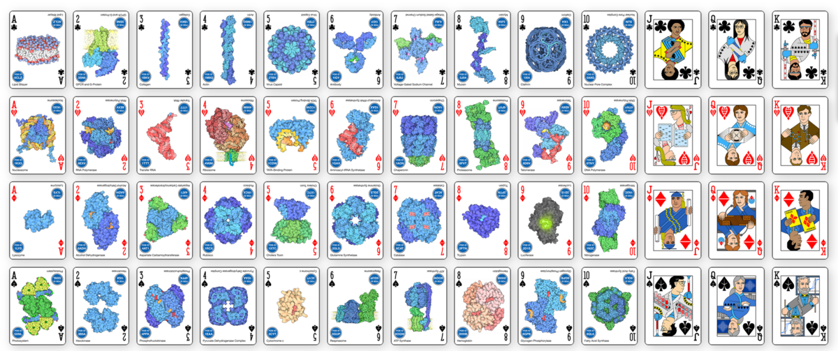 <a href="https://pdb101.rcsb.org/learn/flyers-posters-and-other-resources/other-resource/structural-biology-playing-cards">Download these cards from PDB-101</a>
