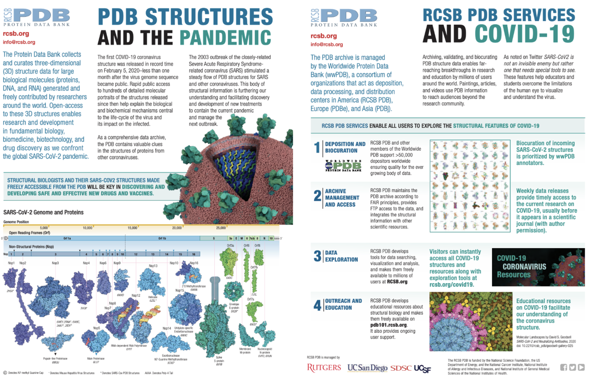Download the flyer <a href="https://cdn.rcsb.org/rcsb-pdb/v2/about-us/covid-pitch-flyer-small.pdf">PDB and the Pandemic</A> for an overview of RCSB PDB activities related to coronavirus.