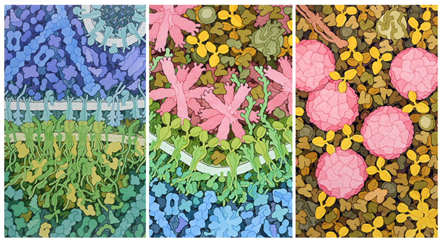 <a href="http://pdb101.rcsb.org/sci-art/goodsell-gallery">Molecular Landscapes by David S. Goodsell</a>