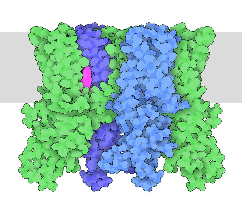 <I>2021 Nobel Prize in Physiology or Medicine was awarded jointly to David Julius and Ardem Patapoutian for their discoveries of receptors for temperature and touch.<BR>
Shown: Capsaicin Receptor TRPV1; TRPV1 is an ion channel that senses heat and contributes to pain sensation<BR>
<A href="https://pdb101.rcsb.org/browse/nobel-prizes-and-pdb-structures">Visit PDB-101 to explore Nobel Prizes and Structural Biology </I>