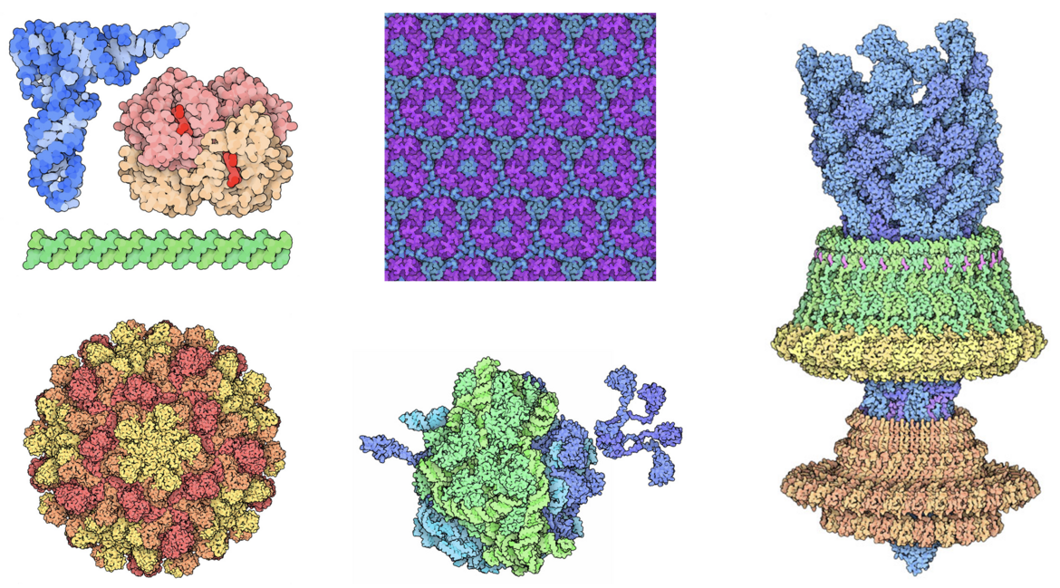 The October 2021 Molecule of the Month looked at highlights from the PDB