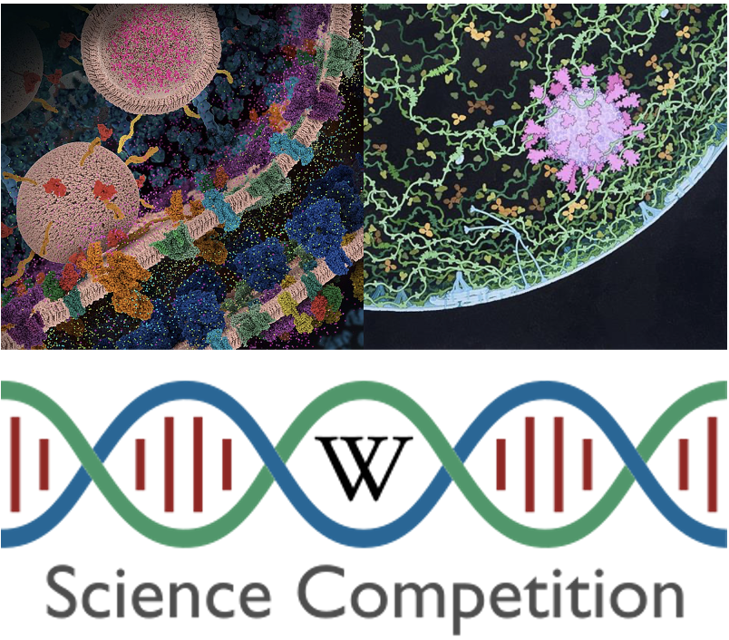 Top left: Molecular view of glutamatergic synapse by Maria Voigt<BR>
Top right: Respiratory droplet with SARS-CoV-2 by David Goodsell<BR> 
Bottom: Wiki Science Competition logo