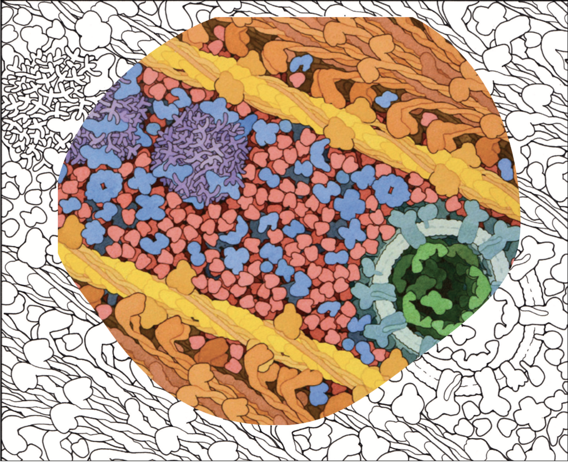 <a href="https://pdb101.rcsb.org/learn/coloring-books/the-biologist-magazine-big-biochemical-colouring-in-series">Download this image of <I>Myoglobin in a Muscle Cell</I> from PDB-101</a>