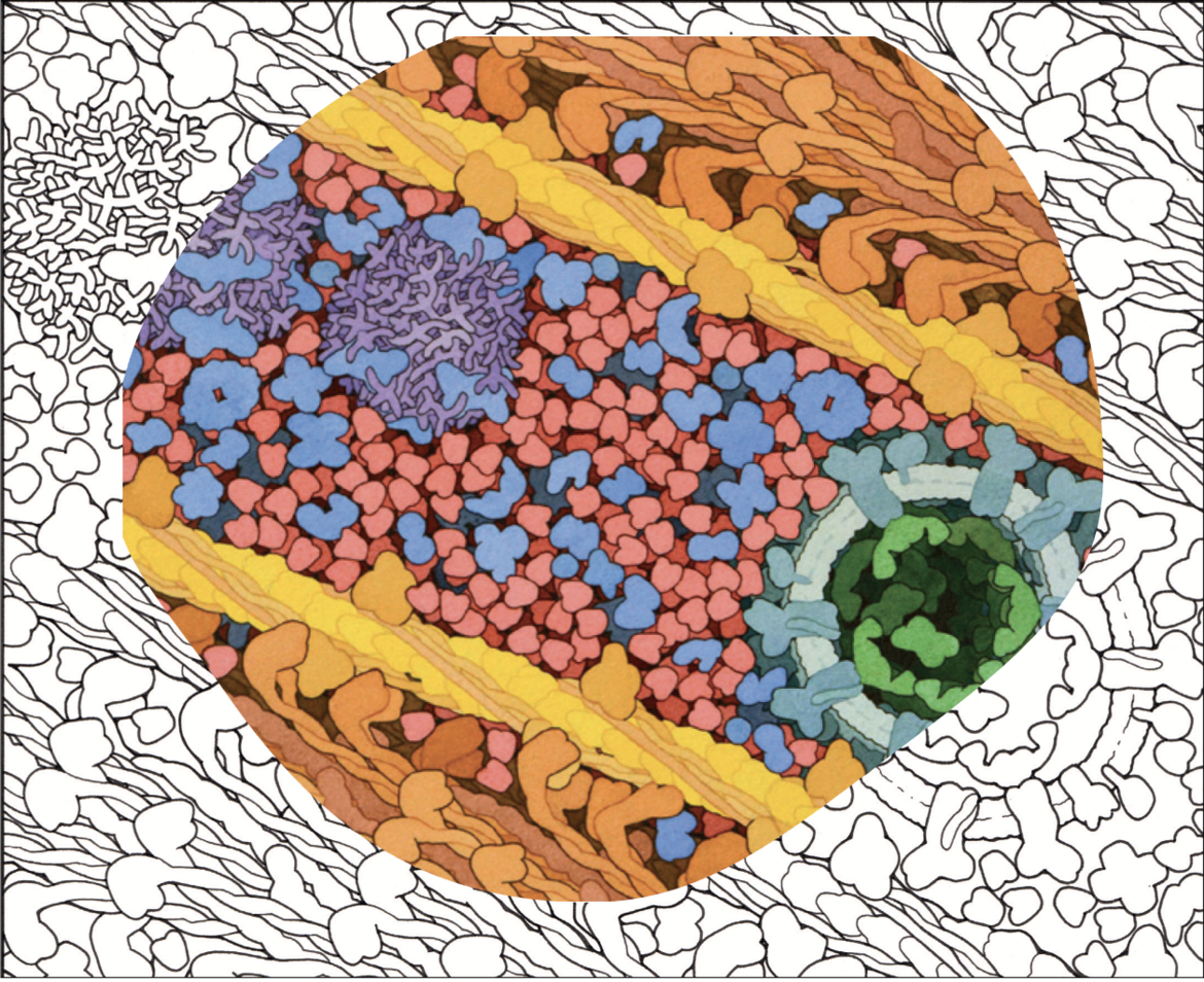 PDB101 New Coloring Page Myoglobin in a muscle cell