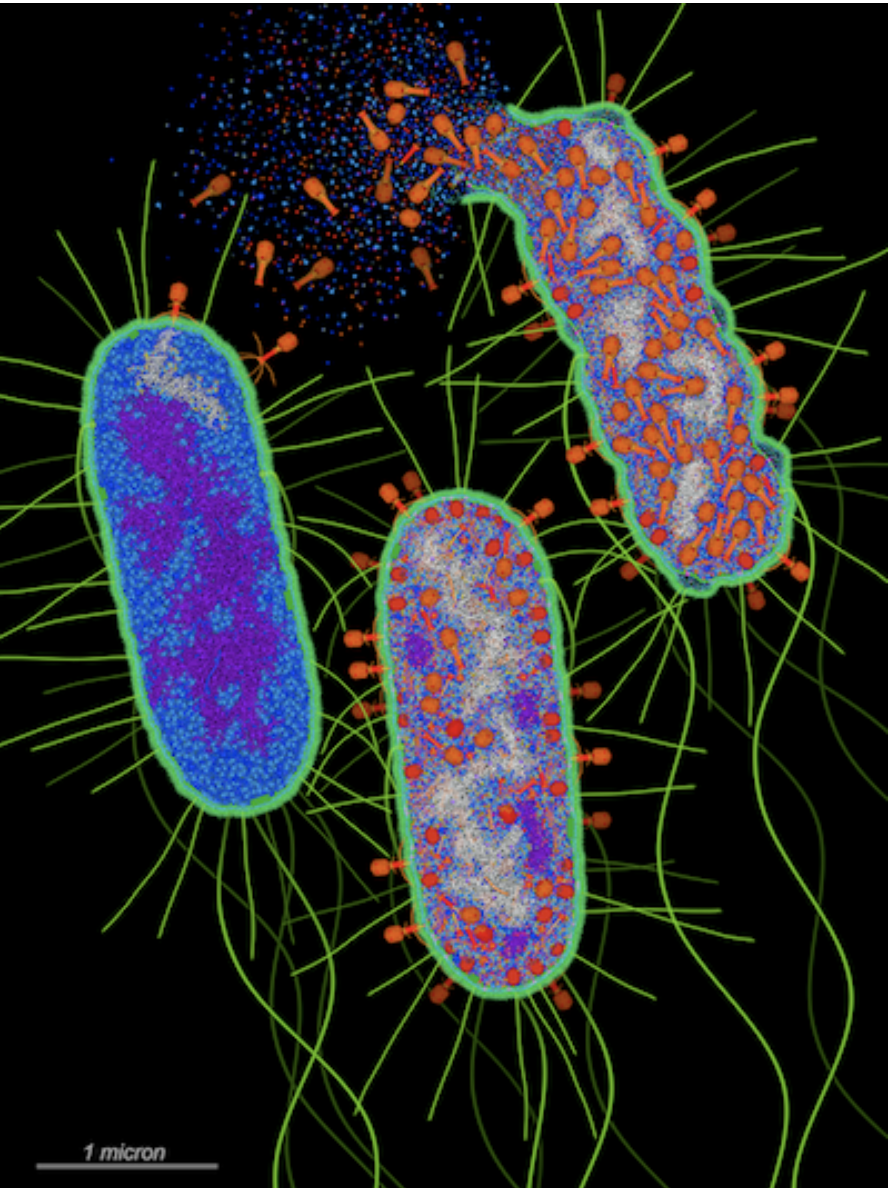 <a href="https://pdb101.rcsb.org/sci-art/goodsell-gallery/bacteriophage-t4-infection"><I>Bacteriophage T4 Infection</I><BR>Acknowledgement: Illustration by David S. Goodsell, RCSB Protein Data Bank and Scripps Research. doi: 10.2210/rcsb_pdb/goodsell-gallery-048</a>