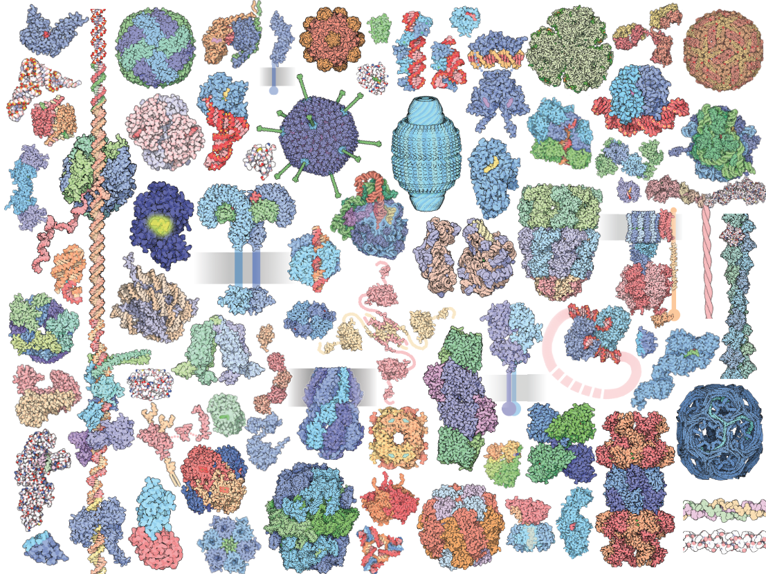 <I>Protein Data Bank has an archive that currently houses more than 200,000 experimentally-determined 3D structures of proteins, DNA and RNA (shown) that are freely available with no limitations on usage</I>