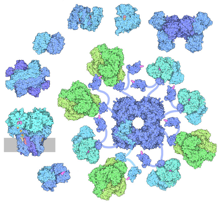 The citric acid cycle, also known as the Krebs cycle or the tricarboxylic acid cycle, is at the center of cellular metabolism, playing a starring role in both the process of energy production and biosynthesis. It finishes the sugar-breaking job started in glycolysis and fuels the production of ATP in the process. It is also a central hub in biosynthetic reactions, providing intermediates that are used to build amino acids and other molecules. The citric acid cycle enzymes are found in all cells that use oxygen, and even in some cells that don