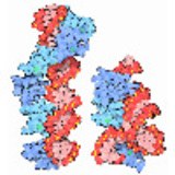 Model Proteins at the Science Olympiad