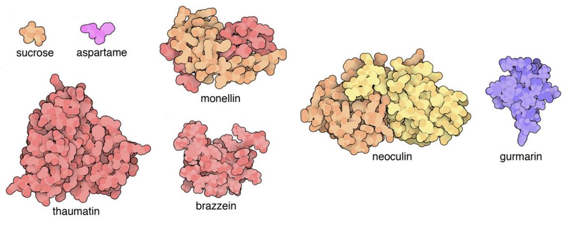 <I>Sugar tastes sweet for a good reason: it’s a fast and easy source of energy for our cells, so evolution has ensured that we’re happy when we eat it. Cells in our taste buds have specific sensors for sugar, rewarding us with a pleasant taste for sugary foods. However, other molecules can trick these sensors, giving us the reward but without the calories. These include small artificial molecules that resemble sugar, such as aspartame, and a variety of sweet-tasting proteins.<BR>
Visit Molecule of the Month: Monellin to learn more.
 </I>