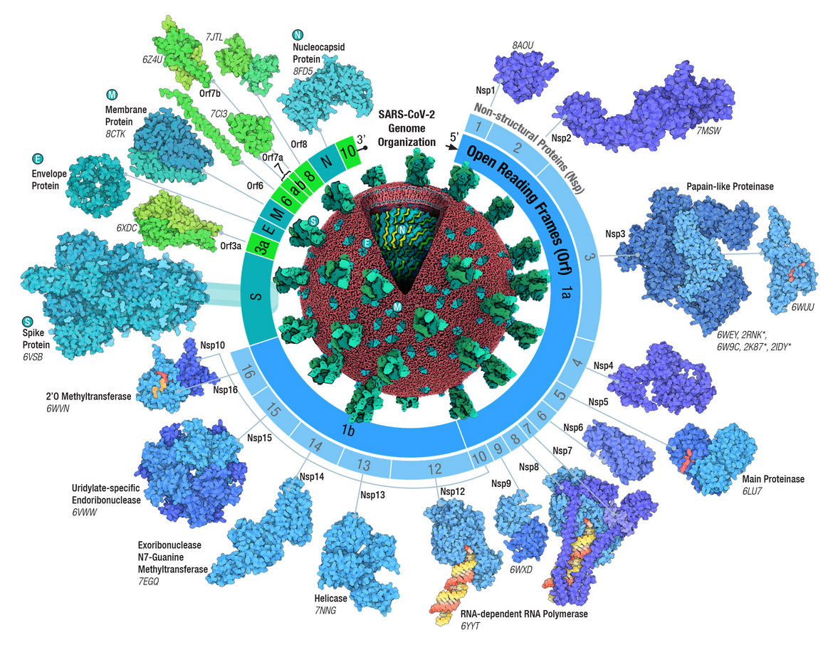 Adapted from Architecture of the SARS-CoV-2 genome and proteome in Evolution of the SARS-CoV-2 proteome in three dimensions (3D) during the first 6 months of the COVID-19 pandemic <I>Proteins: Structure, Function, and Bioinformatics</I> (2022) 90: 1054-1080; doi: <a href="https://doi.org/10.1002/prot.26250">10.1002/prot.26250</a>