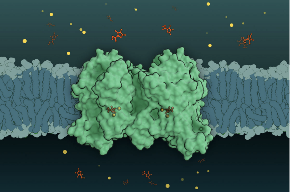 <I>Sodium-dependent vitamin C transporters (green) serve as the gatekeepers for the uptake of vitamin C, also known as ascorbic acid (red). As two sodium ions (yellow) travel down their concentration gradient through the protein, they provide the necessary energy to ferry one molecule of vitamin C across the cell membrane. Once inside the bloodstream, vitamin C journeys through the body and is distributed to various tissues, where it aids in growth and tissue repair.





<BR>
Visit the <B>2025 Calendar: The Structural Biology of Nutrition</B> to learn more.<BR>
Illustration by RCSB PDB intern Xinyi Christine Zhang.
 </I>