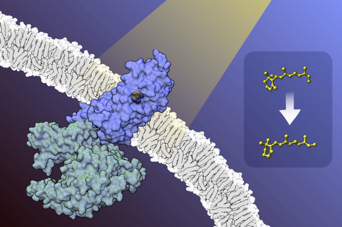 <I>Vitamin A plays a crucial role in vision by converting light into electrical signals. At the heart of this process are rhodopsin proteins (purple) found in the retina, a light-sensing tissue at the back of the eye. Vitamin A is the precursor to retinal (yellow), which is nestled within the active site of rhodopsin. When light strikes retinal, it transforms from its cis form to its trans form (see inset), allowing rhodopsin to bind and activate its associated G-protein complex (green). This process sets off a cascade of events that ultimately leads to the perception of light.





<BR>
Visit the <B>2025 Calendar: The Structural Biology of Nutrition</B> to learn more.<BR>
Illustration by RCSB PDB intern Xinyi Christine Zhang.
 </I>