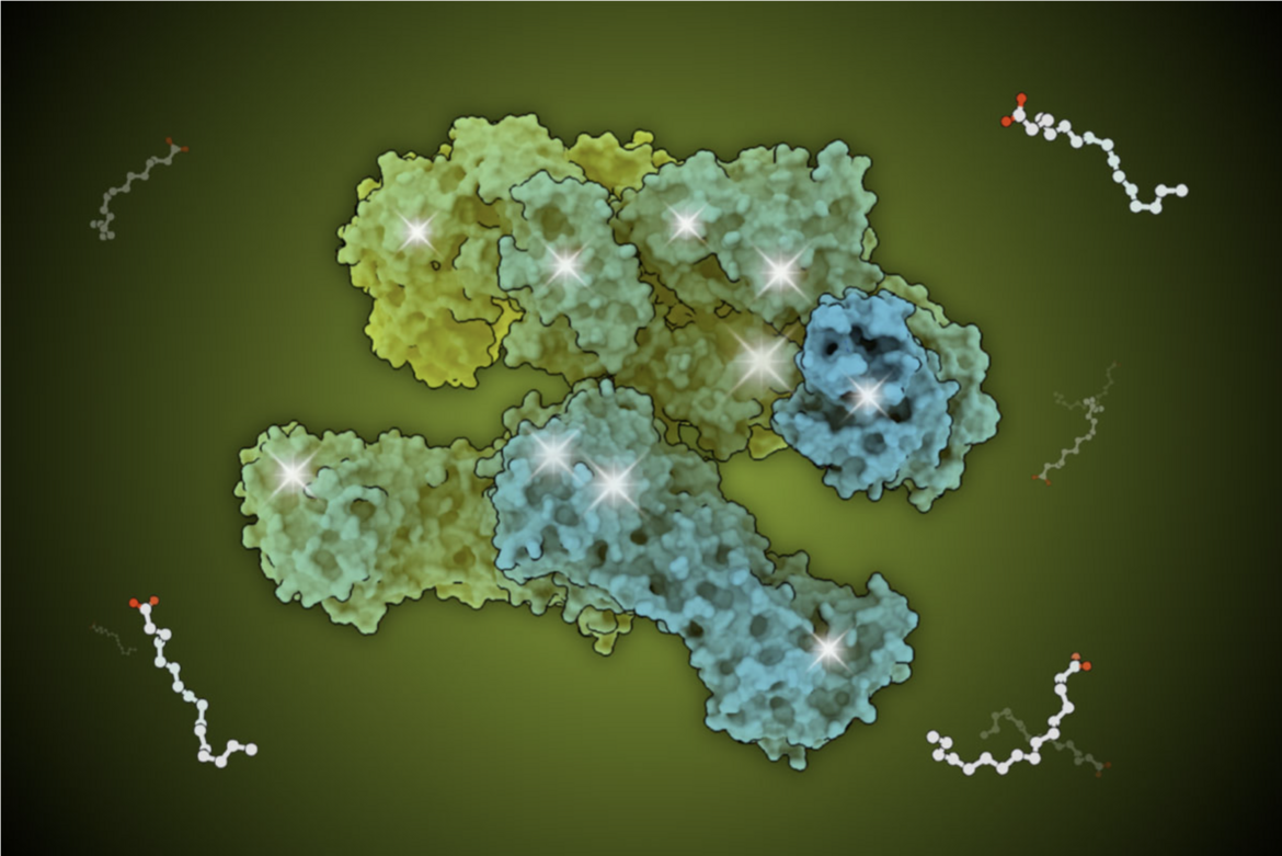 <I>Fatty acids are essential for energy storage and are vital components of various tissues. Fatty Acid Synthase (FAS) is the master architect behind the construction of these fats. FAS is a sophisticated enzymatic system comprising two identical protein subunits, each folded into seven interconnected functional domains. It functions like an assembly line, with each domain catalyzing a distinct step in the reaction and with the growing fatty acid chain being transferred from one active site to the next. These active sites are marked with bright flashes.









<BR>
Visit the <B>2025 Calendar: The Structural Biology of Nutrition</B> to learn more.<BR>
Illustration by RCSB PDB intern Xinyi Christine Zhang.
 </I>