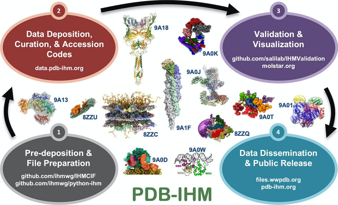 <I>From</I> PDB-IHM: A System for Deposition, Curation, Validation, and Dissemination of Integrative Structures