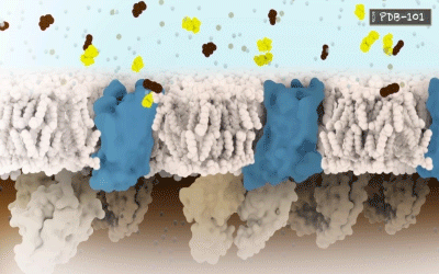 <I>This short video uses the example of adenosine and caffeine to introduce two key concepts in pharmacology: the agonist and the antagonist. Both adenosine and caffeine bind to adenosine receptors located on neurons. Caffeine, the antagonist, blocks the receptor, while adenosine, the agonist, produces the biological response upon binding.</I>